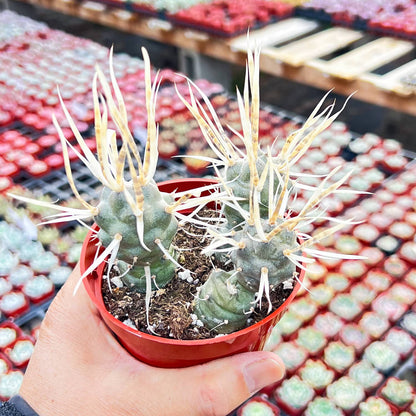 Tephrocactus articulatus var. papyracanthus / Paper Spine Cactus (4 inch) image 2