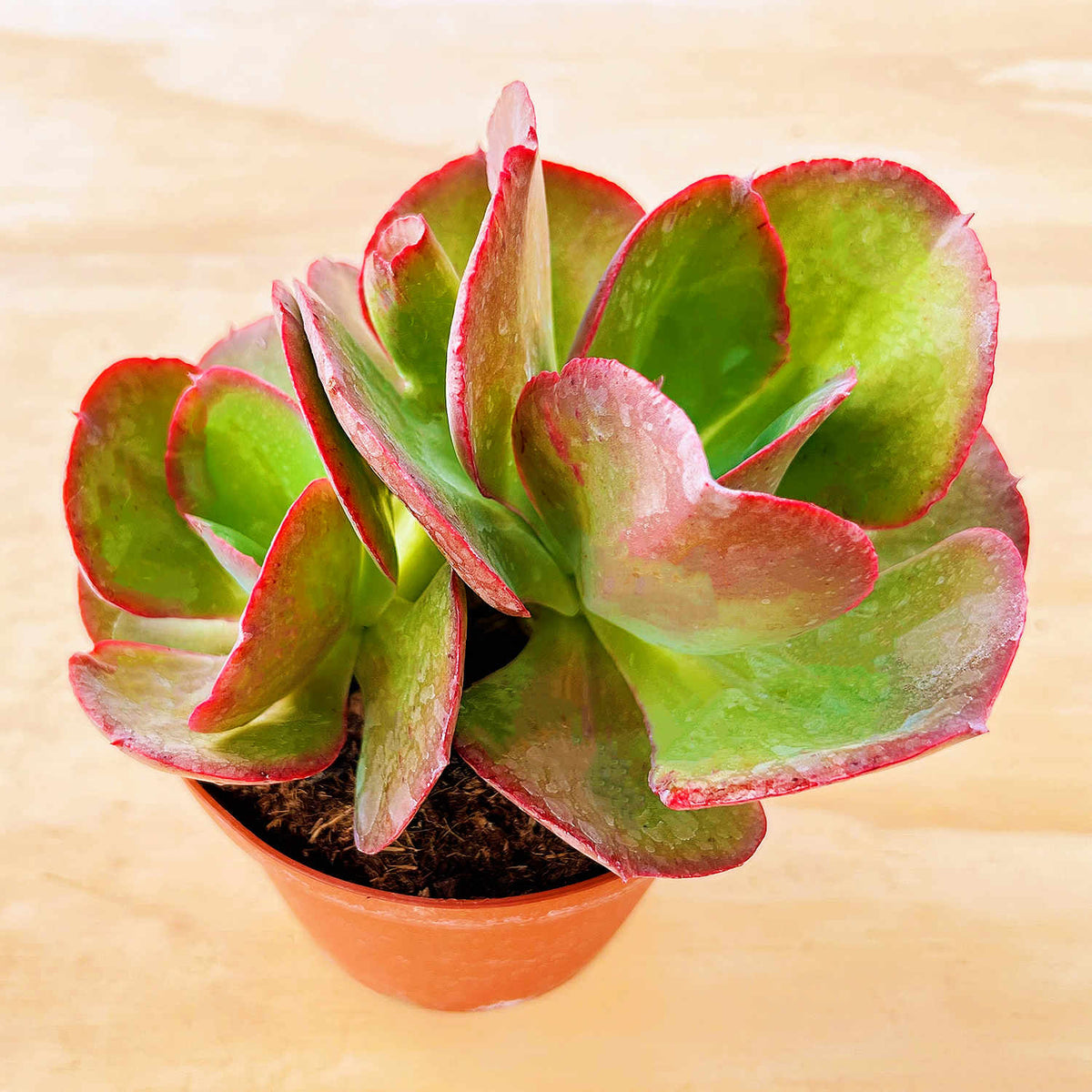 Echeveria Big Red (6 inch) image 2