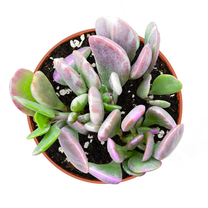 Senecio Jacobsenii/ Trailing Jade (4 inch) image 0