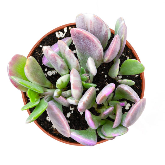 Senecio Jacobsenii/ Trailing Jade (4 inch) image 0