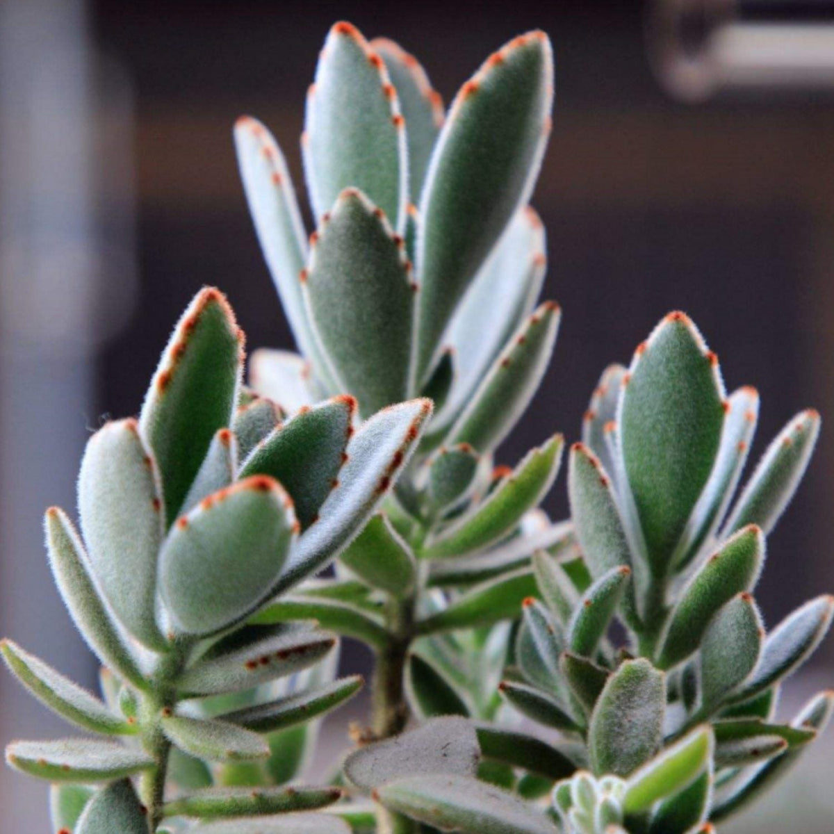 Kalanchoe tomentosa/Panda Plant (4 inch) image 2