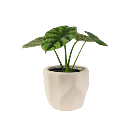 4" Alocasia Dragon Scale image 0