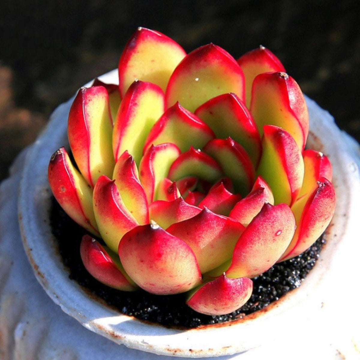 Echeveria 'Puli-lindsayana' (6 inch) image 1