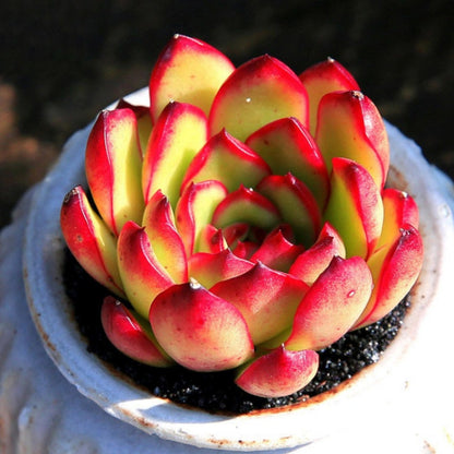 Echeveria 'Puli-lindsayana' (6 inch) image 1