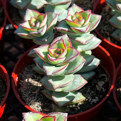 Crassula Perforata Subsp. Perforata (4 inch) image 1