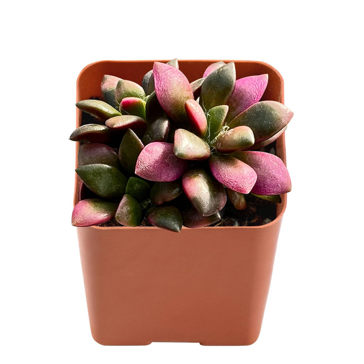 Anacampseros Telephiastrum 'Variegata' image 1