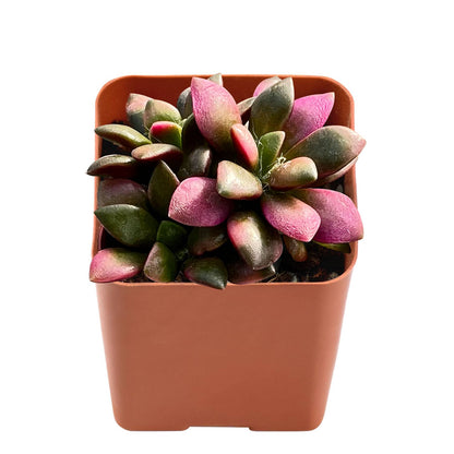 Anacampseros Telephiastrum 'Variegata' image 1