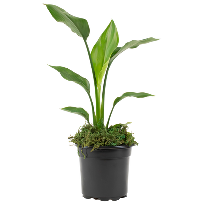 4" Bird of Paradise, White image 1