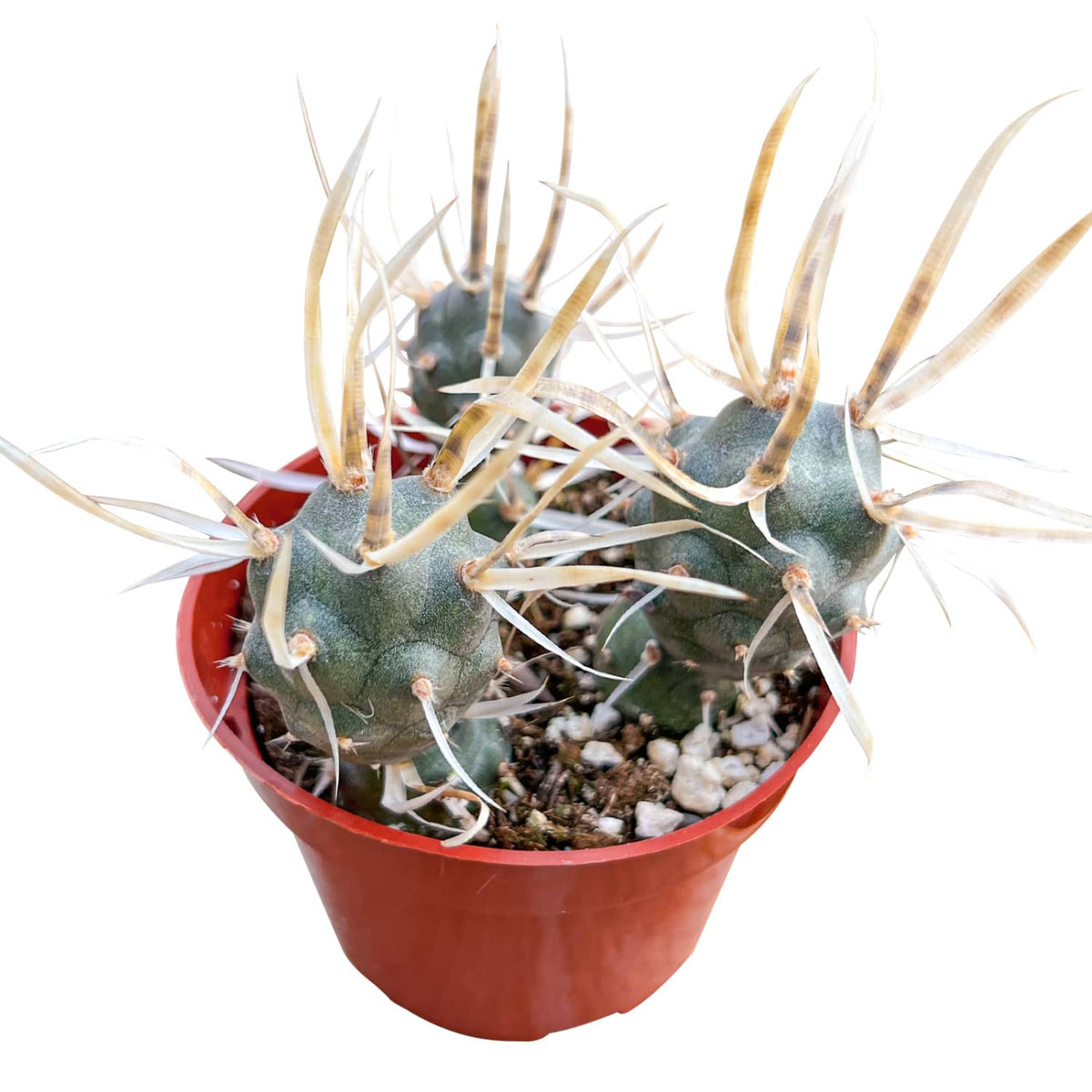 Tephrocactus articulatus var. papyracanthus / Paper Spine Cactus (4 inch) image 0
