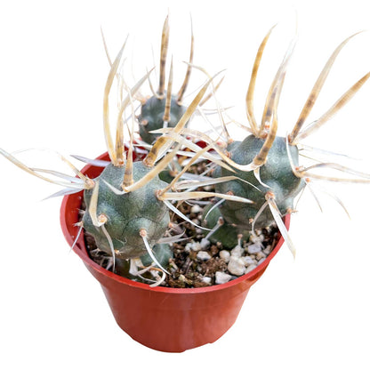 Tephrocactus articulatus var. papyracanthus / Paper Spine Cactus (4 inch) image 0
