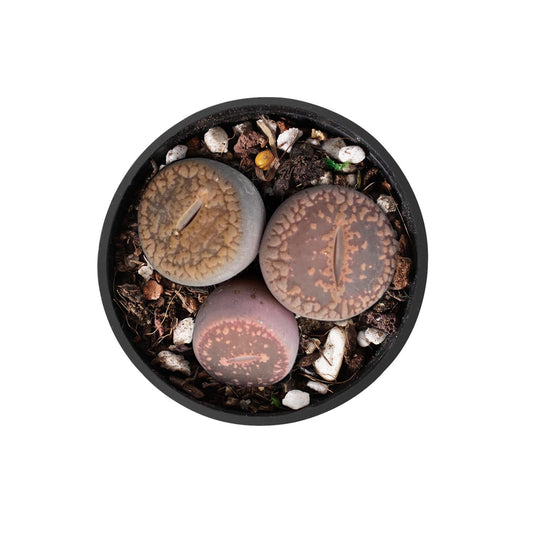 Lithops aucampiae L. Bolus image 0