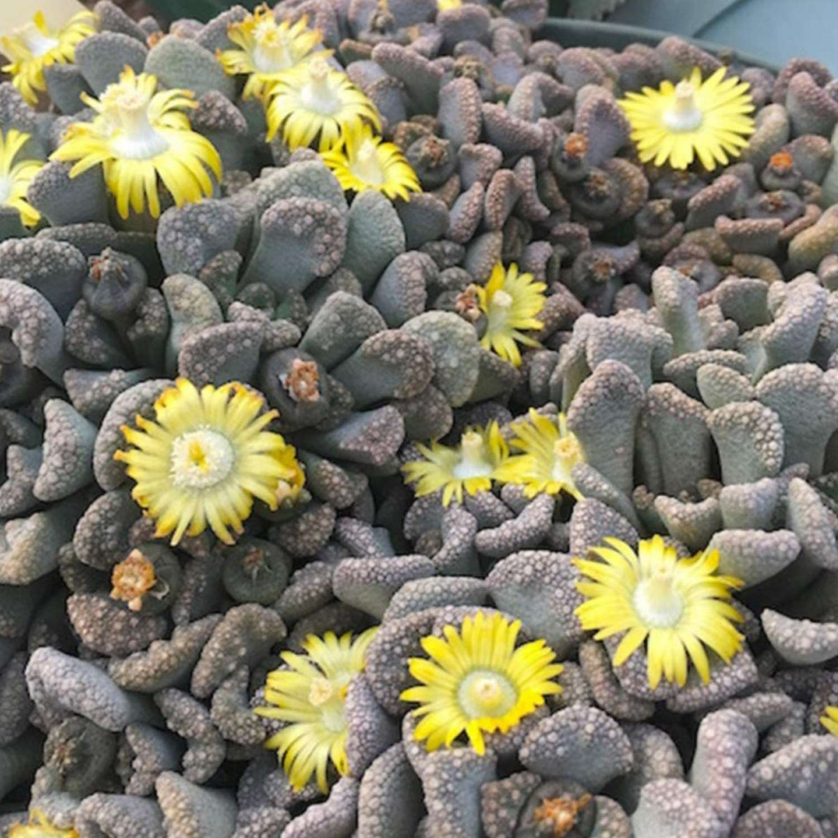 Titanopsis Calcarea image 3
