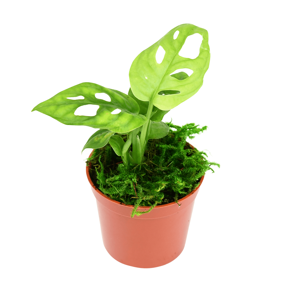 2.5" Monstera Adansonii - Swiss Cheese image 1