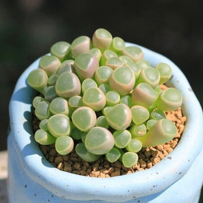Fenestraria Rhopalophylla / Baby Toes (4 inch) image 2