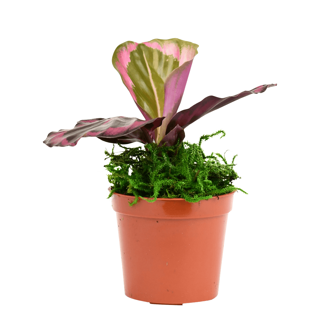 2.5" Calathea Red Mojo image 2