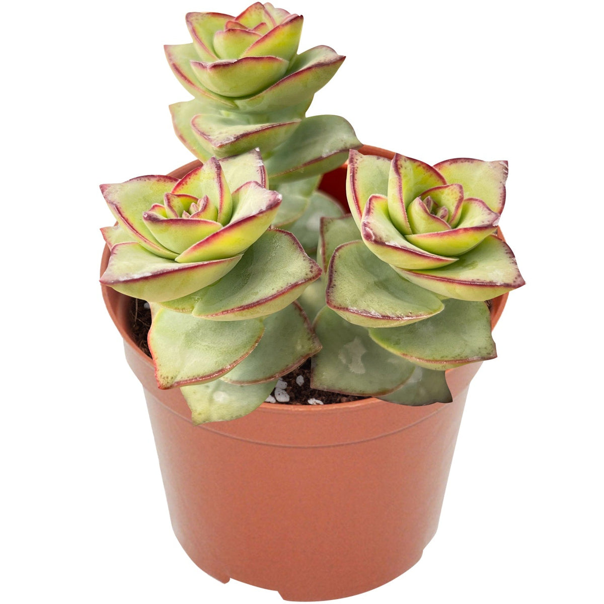 Crassula Perforata Subsp. Perforata (4 inch) image 0