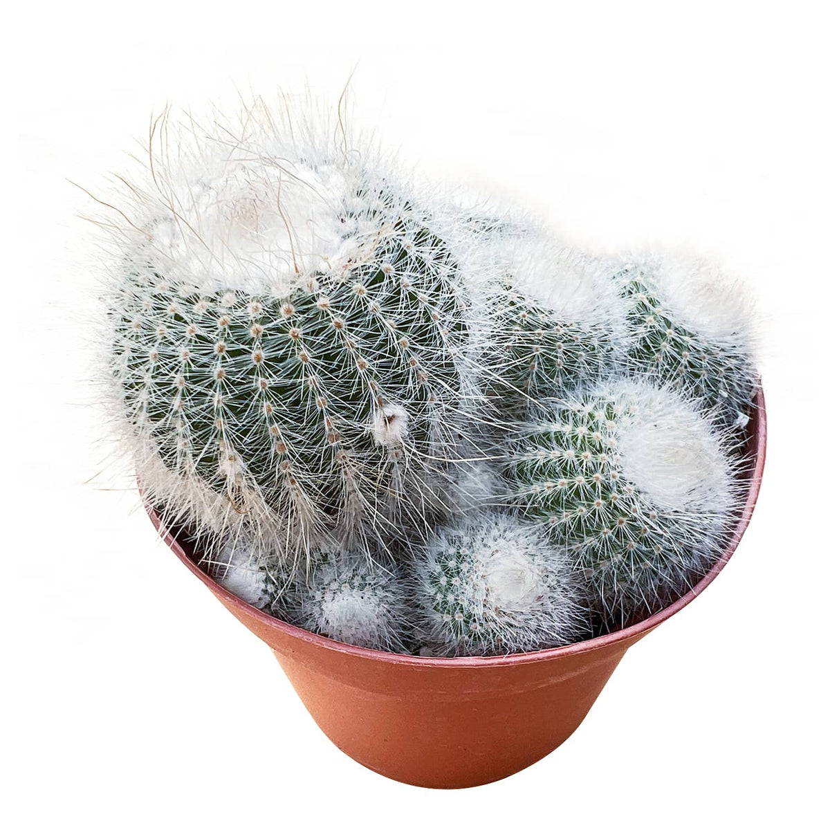 Parodia scopa / Silver Ball Cactus (4 inch) image 1