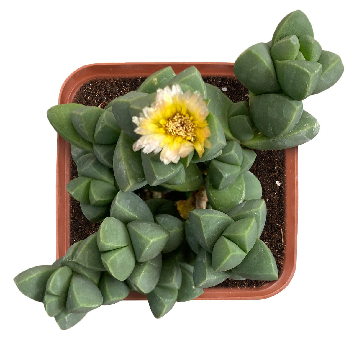 Corpuscularia lehmannii - Ice Plant image 0