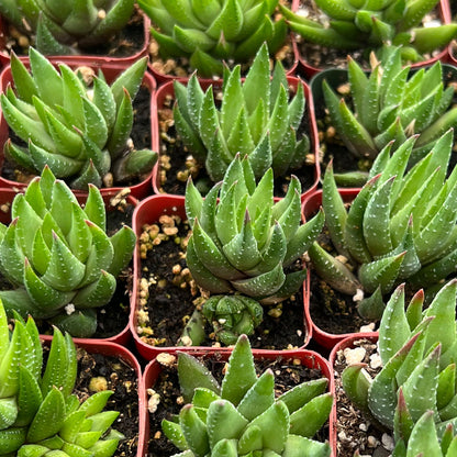 Haworthia rubrobrunnea image 1