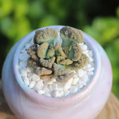 Titanopsis Calcarea image 2