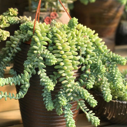Sedum Morganianum Burrito (4 inch) image 2