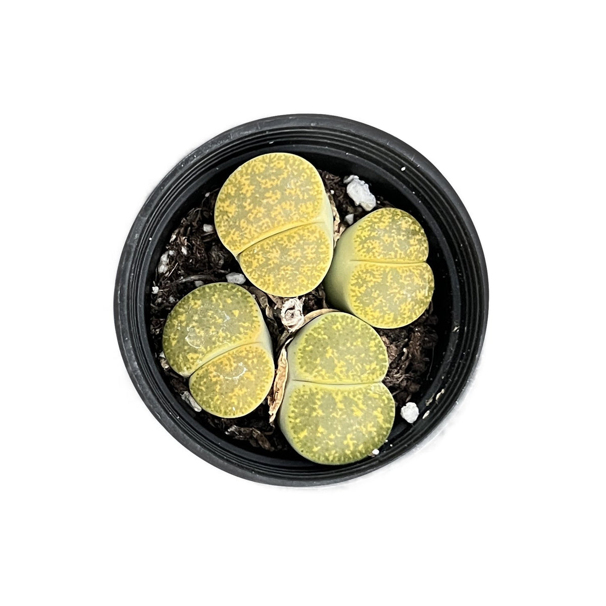 Lithops lesliei 'Greenhorn' image 0