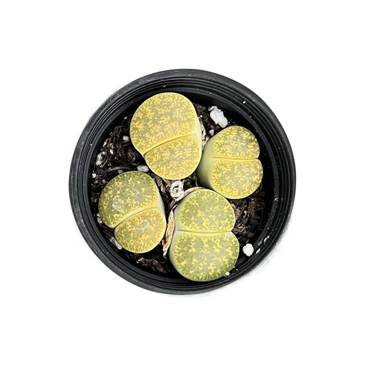 Lithops lesliei 'Greenhorn' image 0