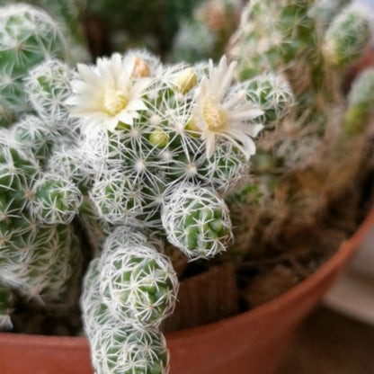 Mammillaria gracilis fragilis / Thimble Cactus (4 inch) image 2