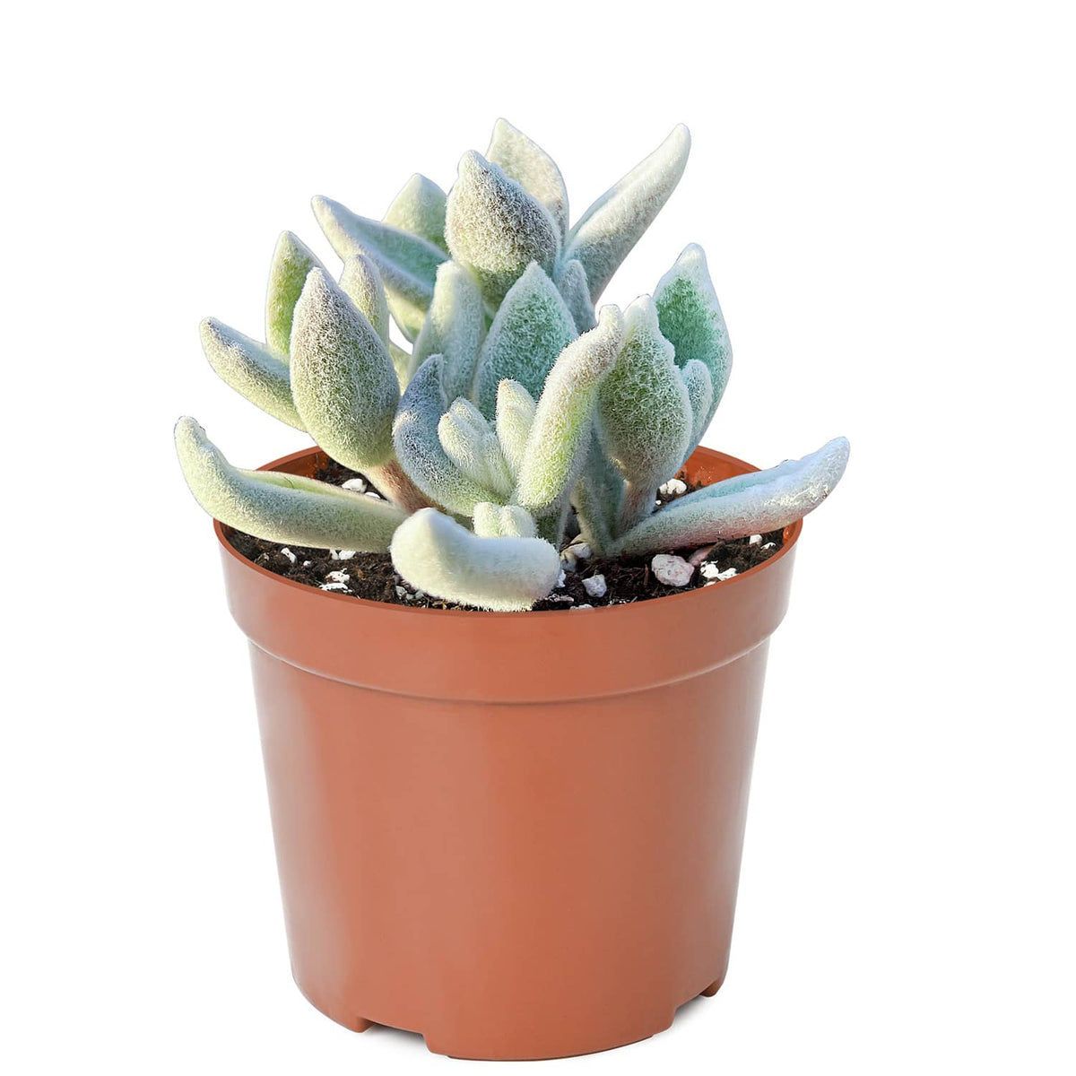 Kalanchoe Eriophylla (4 inch) image 1