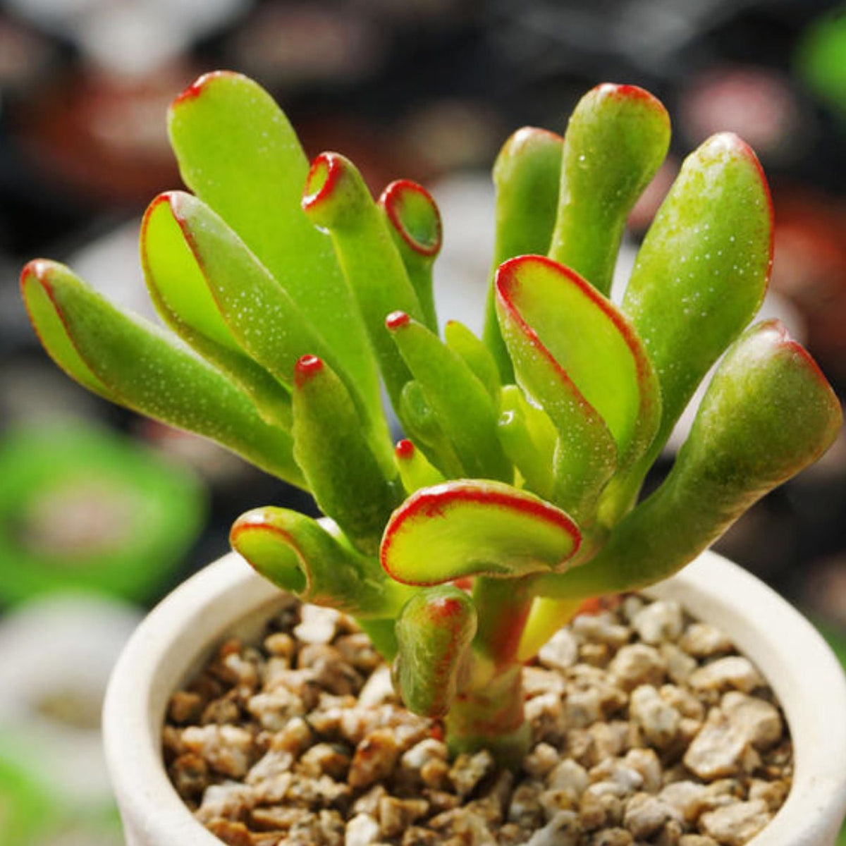 Crassula Ovata 'Gollum' (4 inch) image 1
