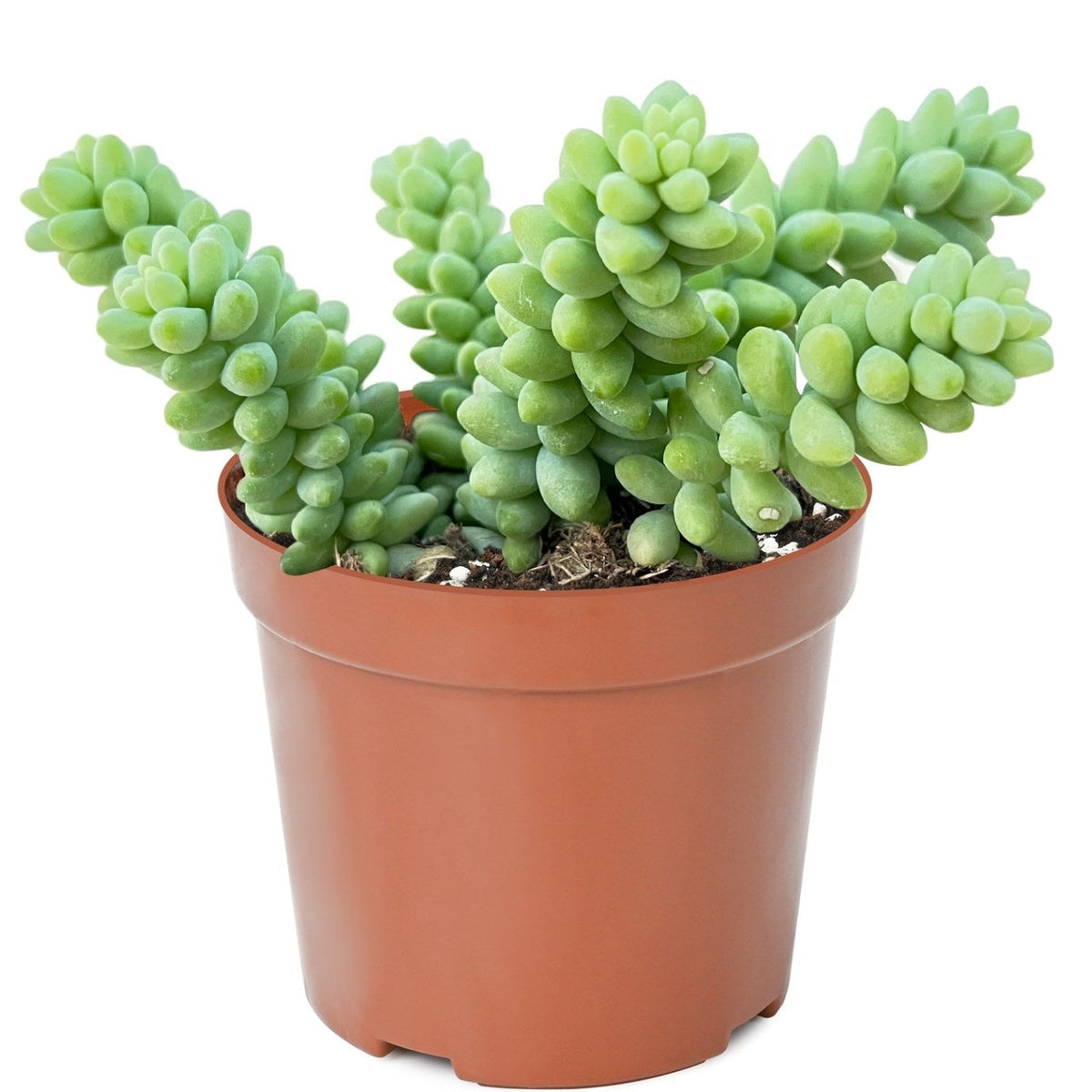 Sedum Morganianum Burrito (4 inch) image 0