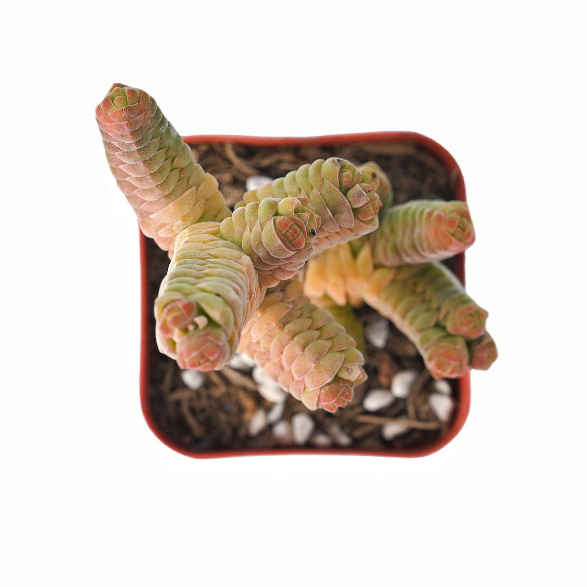 Crassula Columnella (Limited) image 0