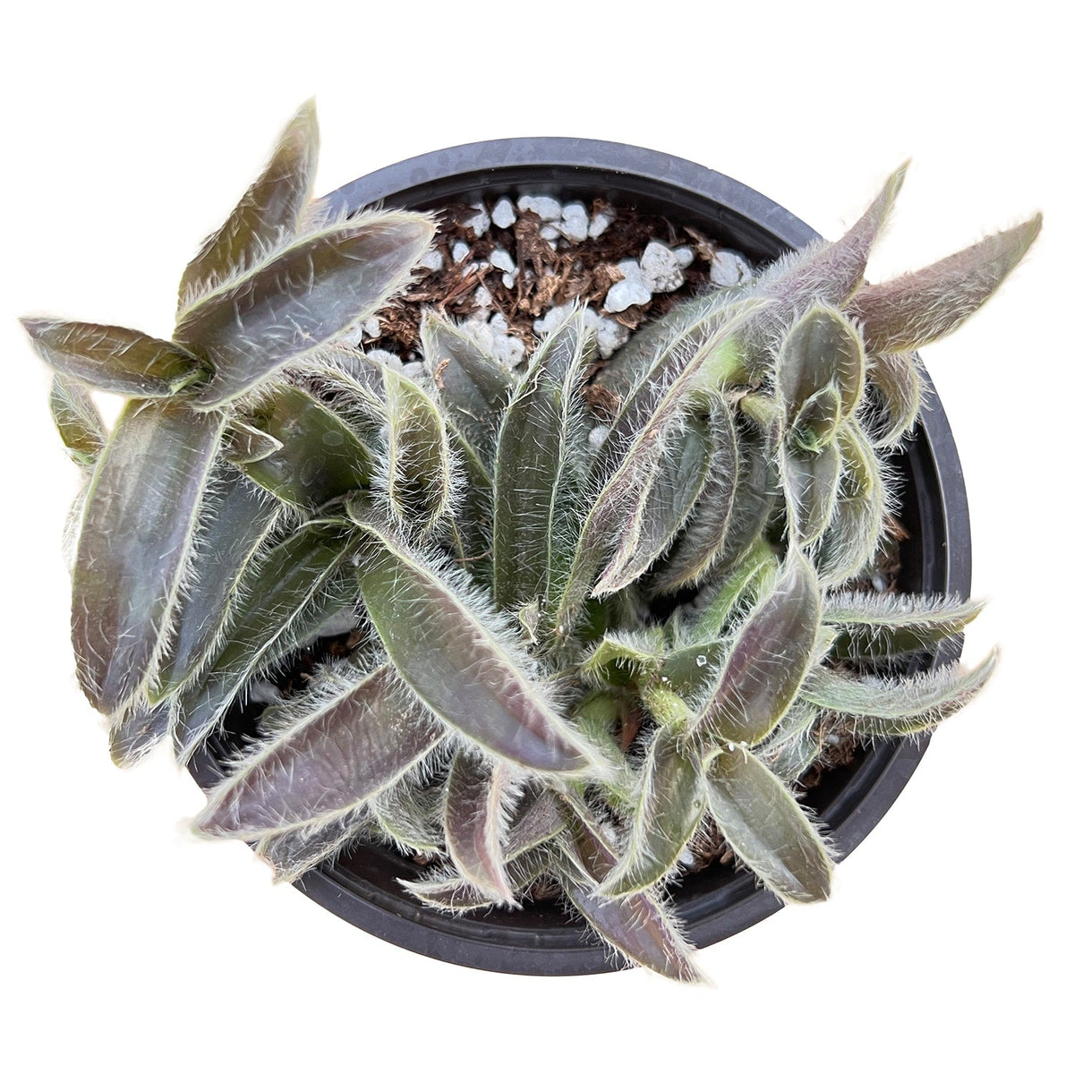 Cyanotis Somaliensis (Pussy Ears) (4 inch) image 0