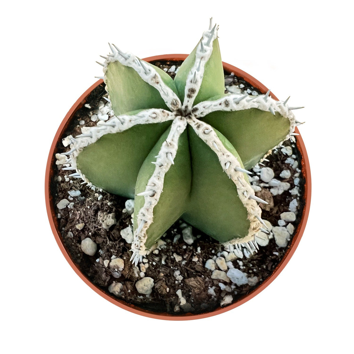 Pachycereus marginatus /Mexican Fence Post Cactus (4 inch) image 0