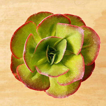 Echeveria Big Red (6 inch) image 1