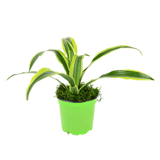 4" Dracaena Lemon Lime image 0