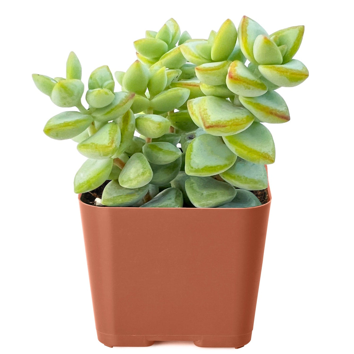 Crassula Rupestris image 2