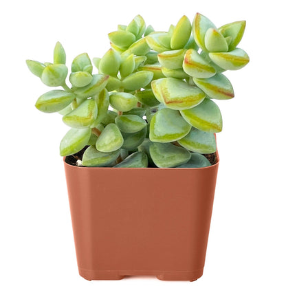 Crassula Rupestris image 2