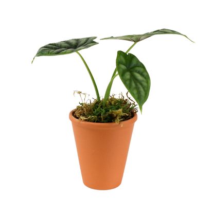 2.5" Alocasia Dragon Scale Artificial