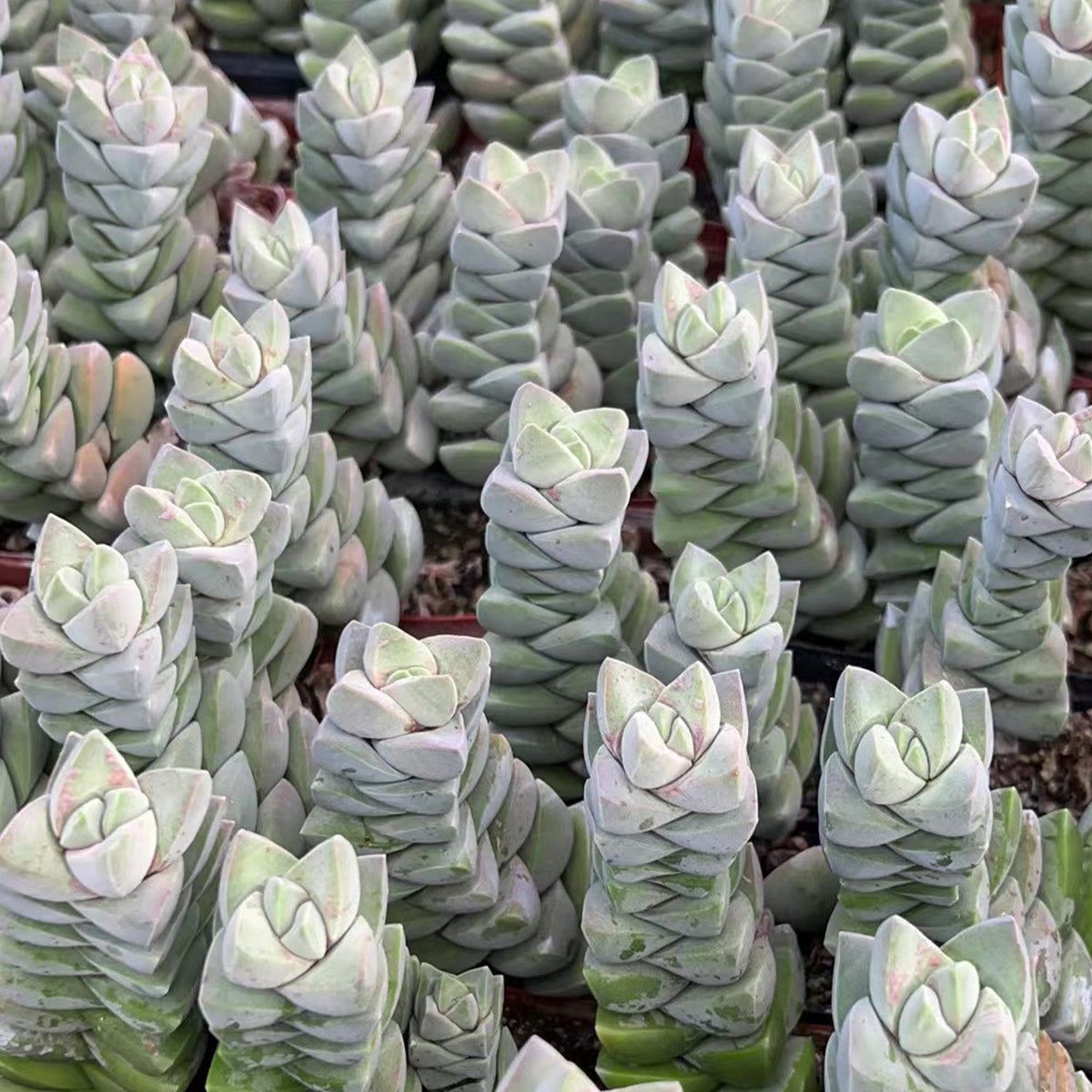 Crassula 'Moonglow' image 2