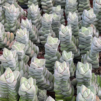 Crassula 'Moonglow' image 2