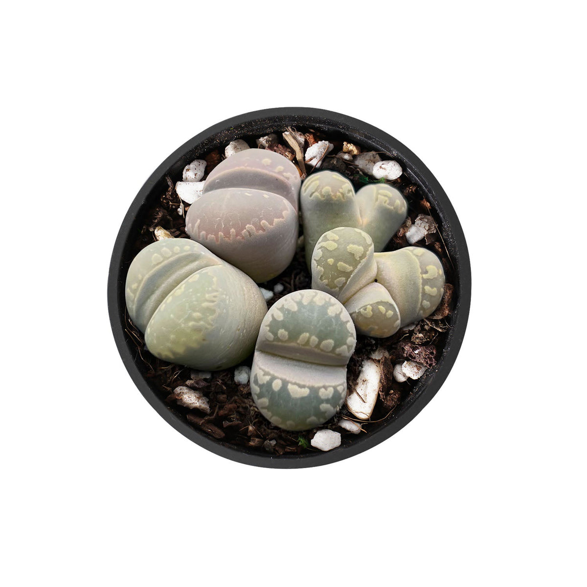 Lithops otzeniana Nel image 0