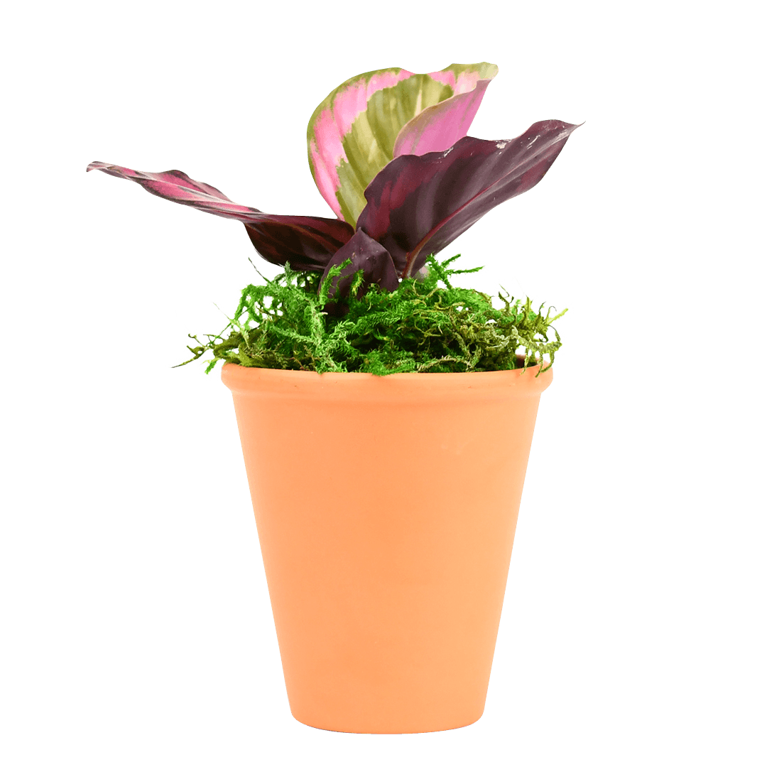 2.5" Calathea Red Mojo image 0