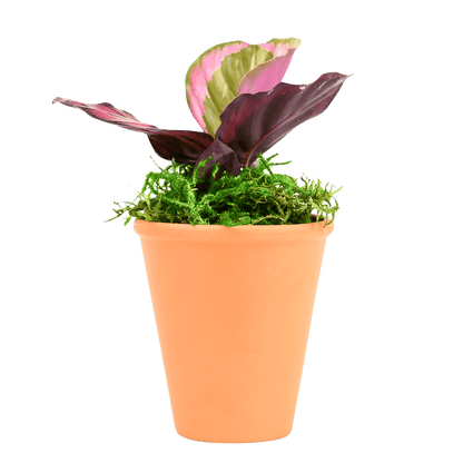 2.5" Calathea Red Mojo image 0