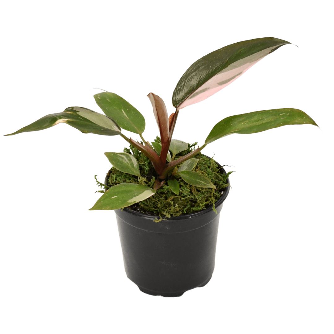 4" Philodendron Pink Princess image 1
