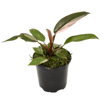 4" Philodendron Pink Princess image 1