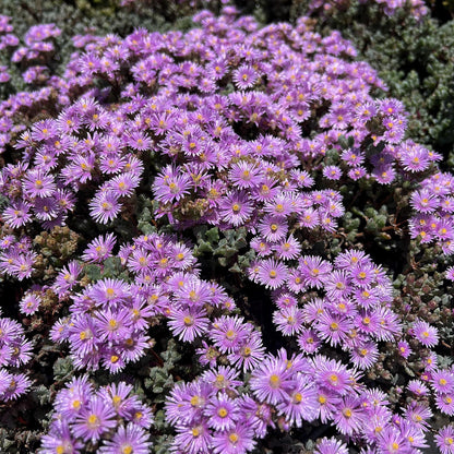 Oscularia Pedunculata image 2