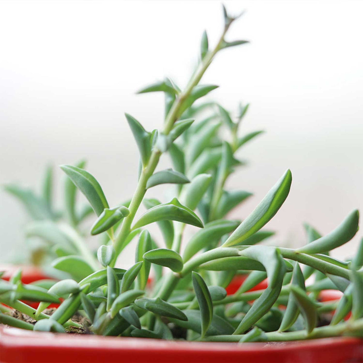 String of Dolphins (Senecio Peregrinus) image 3