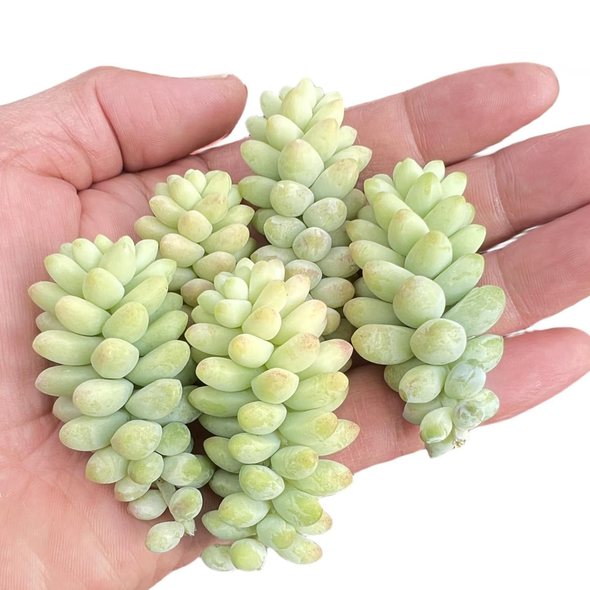 Sedum Morganianum Burro's Tail Cuttings image 0