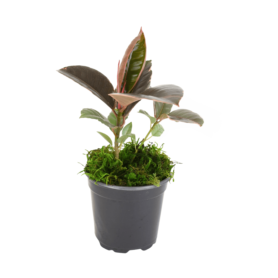 4" Rubber Plant Ruby image 0